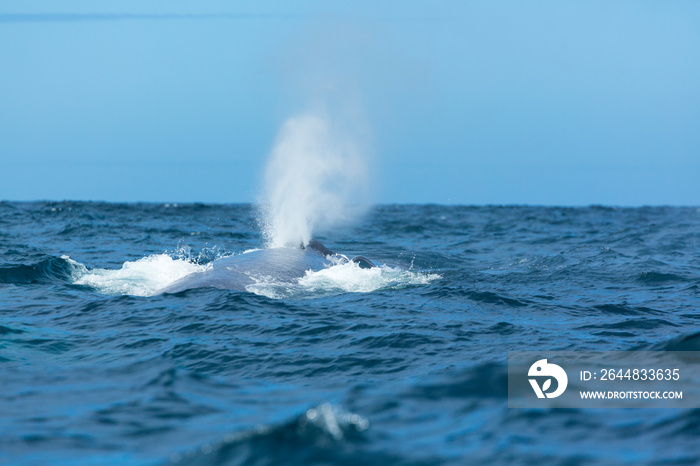 BLUE WHALE  (Balaenoptera musculus)