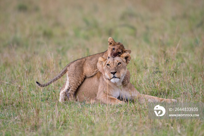 Lioness and cub playing