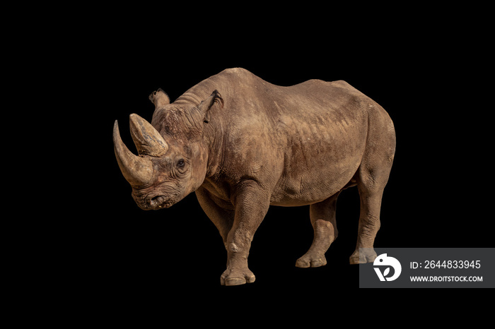 portrait of an adult rhino standing in front of a black background