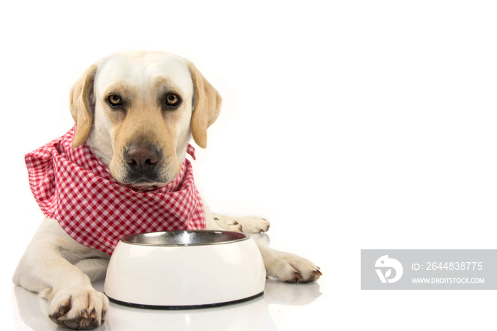 DOG WAITITNG FOR EAT. LABRADOR RETRIEVER WEARING A RED CHECKERED NAPKIN OR BANDANA WITH EMPTY BOWL, 