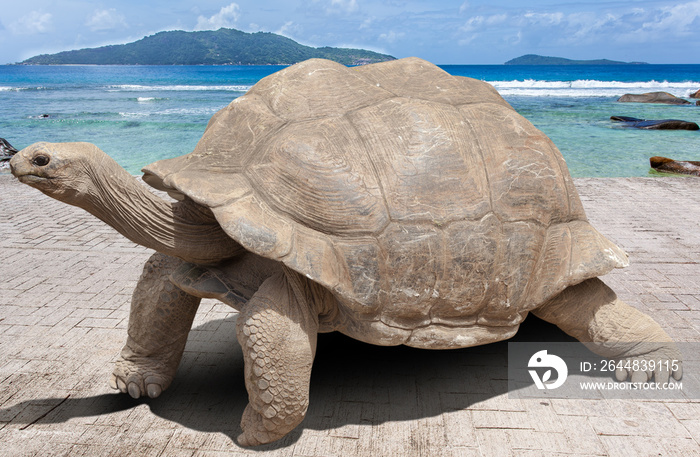 Giant turtle, la Digue, Seychelles