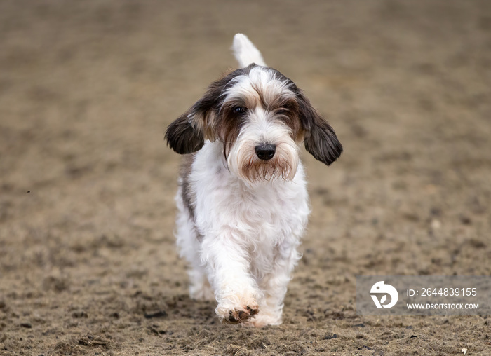 Petit Basset Griffon Vendéen