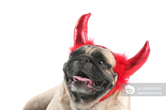 Cute pug dog with Halloween decor on white background