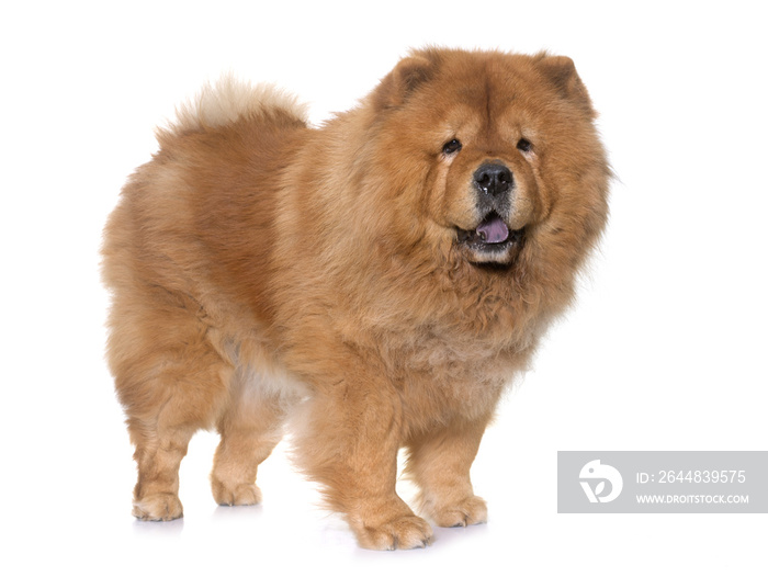 chow chow dog