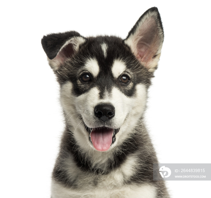 Close-up of a Husky malamute puppy panting, looking at the camera, isolated on white