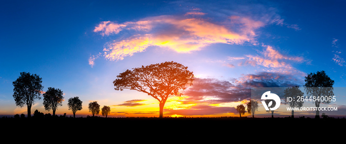 Panorama silhouette tree in africa with sunset.Tree silhouetted against a setting sun.