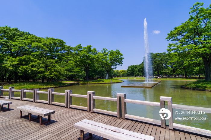 緑鮮やかな代々木公園の噴水池の風景 / The scenery of the fountain pond in Yoyogi Park where the greenery of the trees 