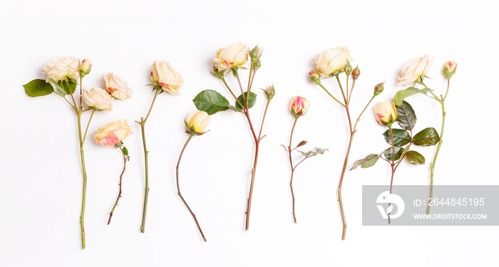 Festive flower composition on the white background. Overhead view