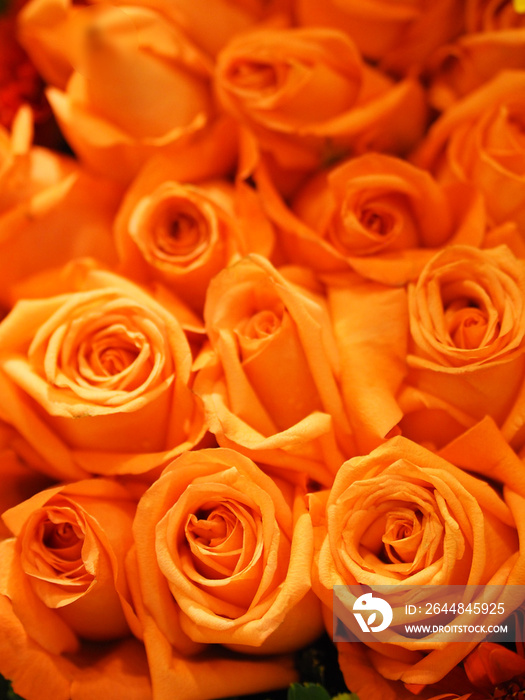 橙色玫瑰插花美丽的花束在模糊的自然背景上象征着爱瓦伦蒂