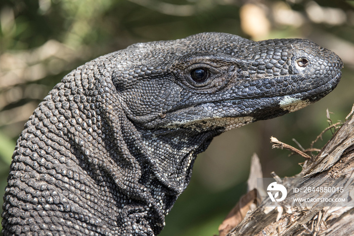 Close up photo of a Lace Monitor