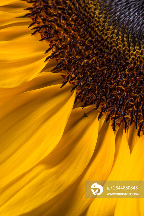 Yellow sunflower in bloom with yellow petals close up still