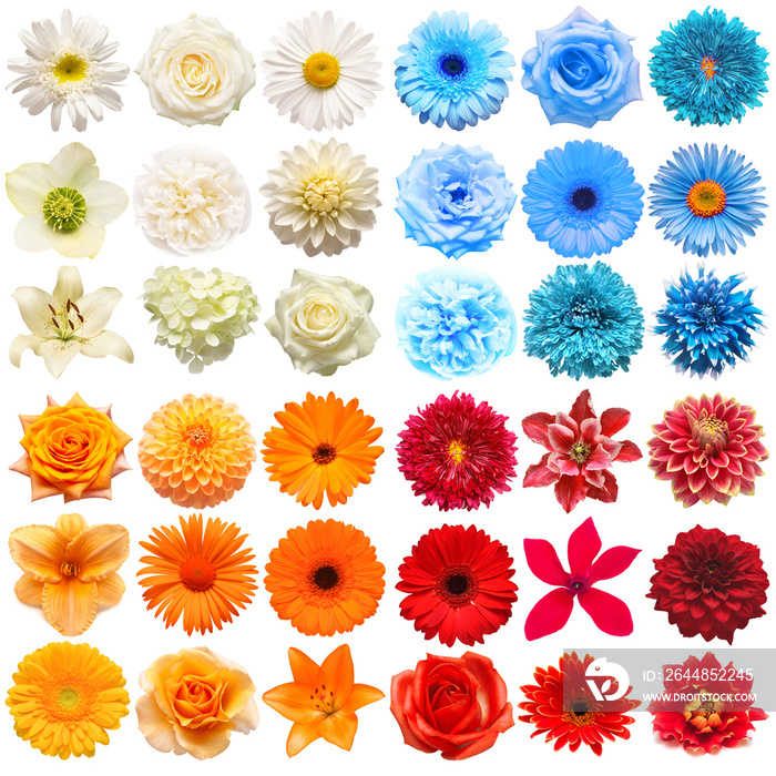 Big collection of various head flowers red, blue, white and orange isolated on white background. Per