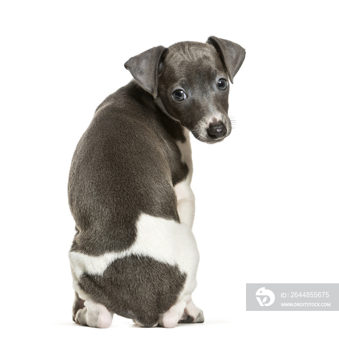 Italian Greyhound puppy sitting against white background
