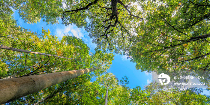 Wald, grüne Baumkronen und blauer Himmel im Sommer