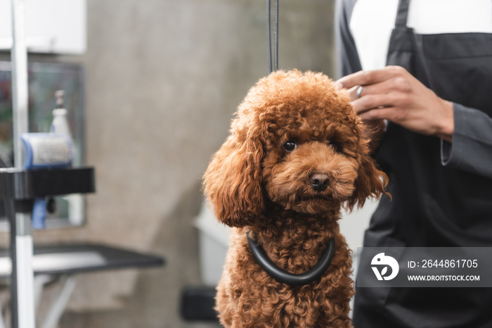 brown poodle in grooming salon near cropped african american pet barber.