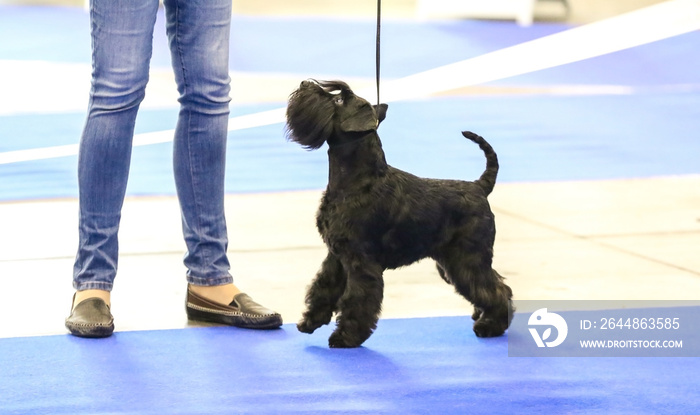 Cute funny dog with owner at show