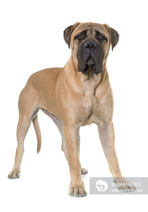 young bull mastiff in studio