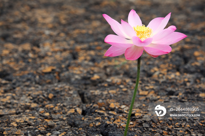 lotus flower on dry land