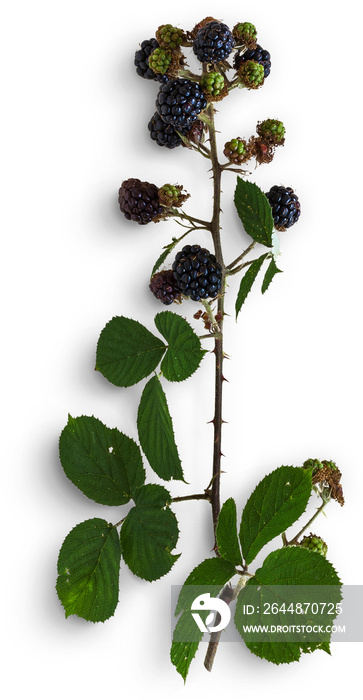 Blackberries With Leaves And Stem