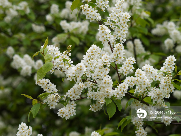 Prunus padus -  Merisier ou cerisier à grappes. Inflorescence