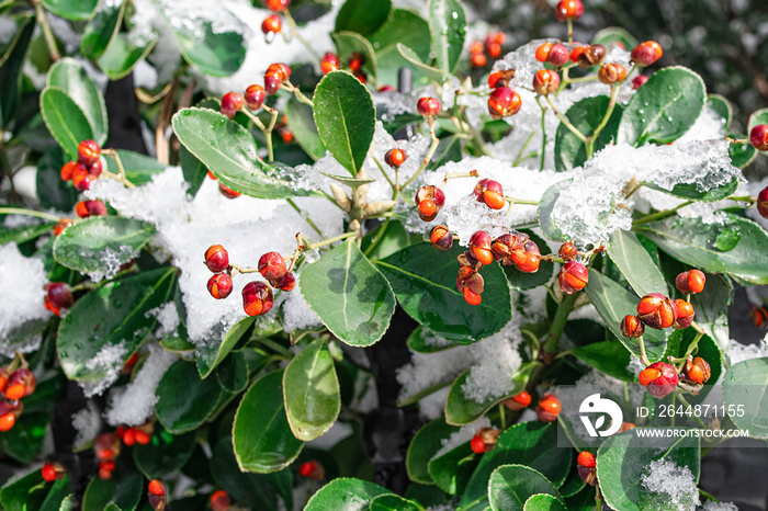 冬青树树枝特写，绿色的叶子和明亮的红色浆果，雪。美丽的红色浆果。