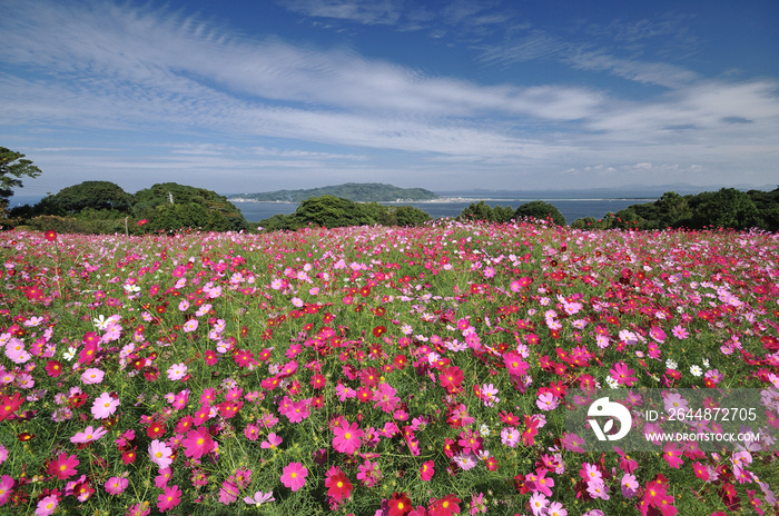 能古島のコスモスの花畑