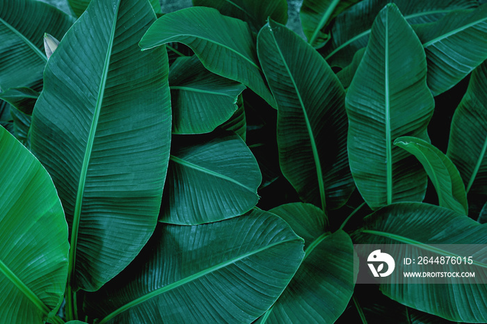 tropical banana leaf texture in garden, abstract green leaf, large palm foliage nature dark green ba