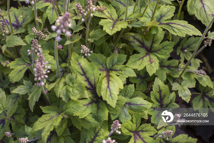 close up on Tiarella leaf in garden