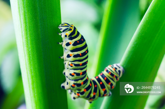 Caterpillar of the Machaon crawling on green leaves, close-up