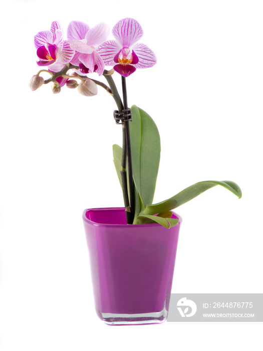 Orchid in a colored pot