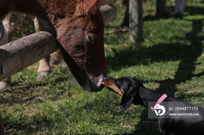 Young horse and little dog.