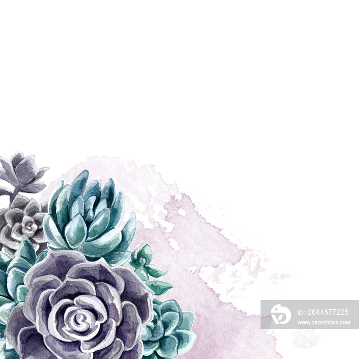 Succulents painted with watercolor on a white background. Color cacti. A stone rose. Flowers from th