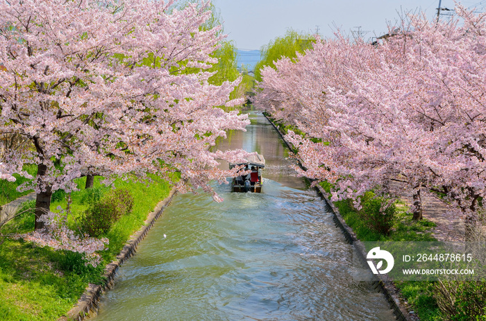 京都　春の宇治川派流