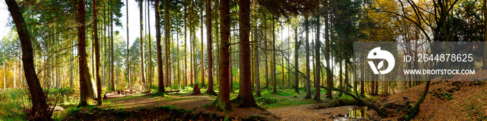 Wald Panorama bei Sonnenschein