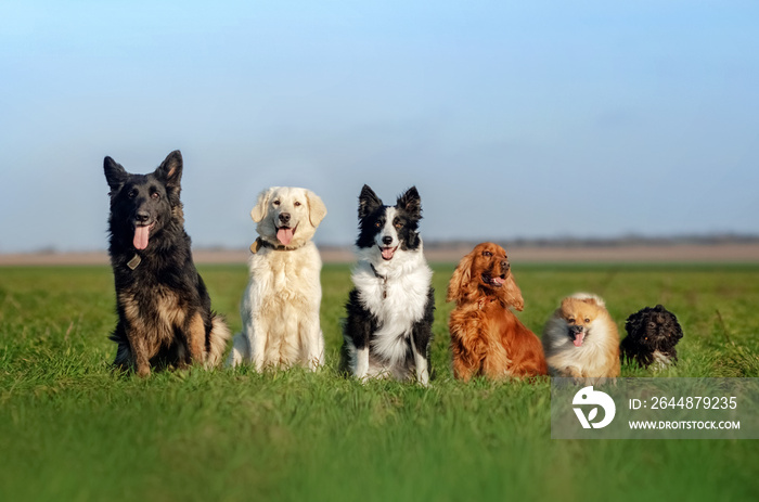 有趣的遛狗画像许多狗德国牧羊犬、寻回犬、边境牧羊犬、西班牙猎犬、斯皮茨犬