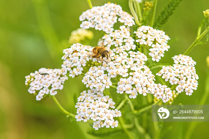 Schafgarbe, Achillea millefolium, Heilpflanze mit Blüte