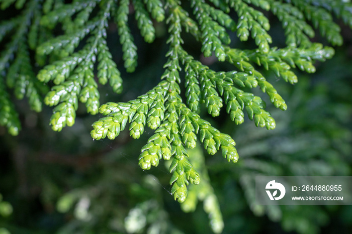 Leaves of Western redcedar (Thuja plicata) tree.