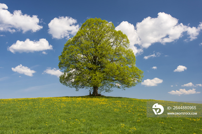 Perfekte Linde als Einzelbaum im Frühling