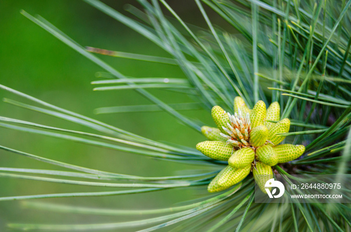 Cluster of pollen-bearing male cones at the tip of a lodgepole pine branch. Young Lodgepole Pine con