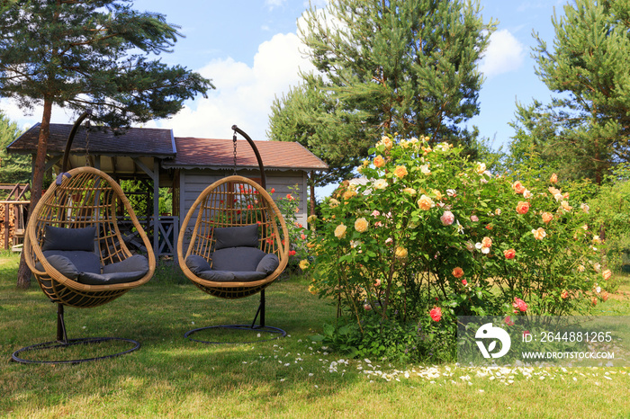 夏天后院盛开的玫瑰旁的两把藤茧柳条椅