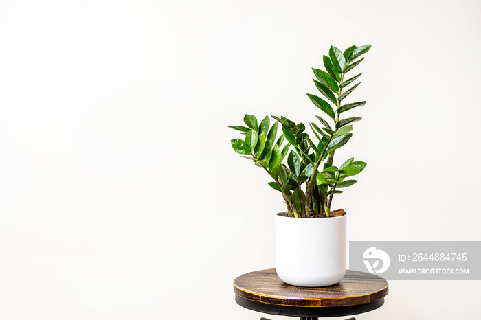 bromeliad with white pot on industrial stool