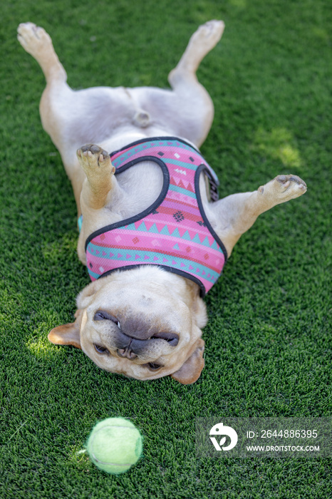 French Bulldog rolling over and goofing off. Backyard in Northern California.