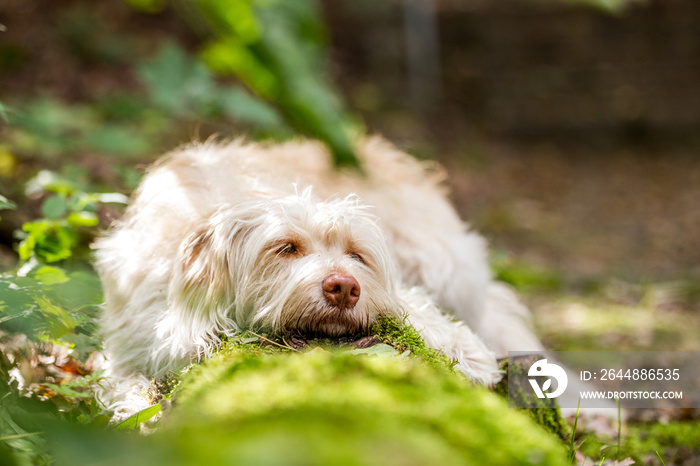 niedliche Mischlingshündin liegt auf einem Baumstamm; Hund müde im Wald auf moosbewachsenem Baum; sc