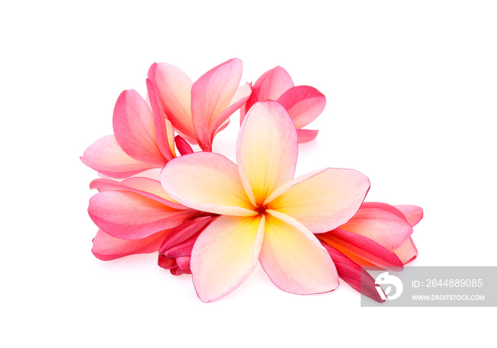 frangipani (plumeria) isolated on white background