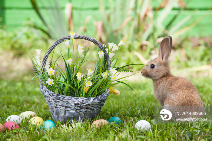 草地上的可爱兔子