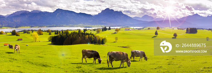 Panorama Landschaft in Bayern im Allgäu mit Forggensee und Kuhherde auf Weide