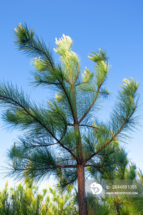 Loblolly Pine (Pinus taeda) against a bright blue sky