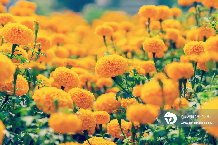 close up marigold flower on field