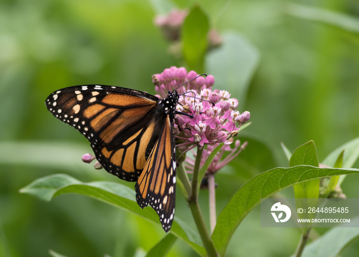 帝王蝶（Danaus Plexippus），睡蝶科的一员，栖息在Milkweed流上