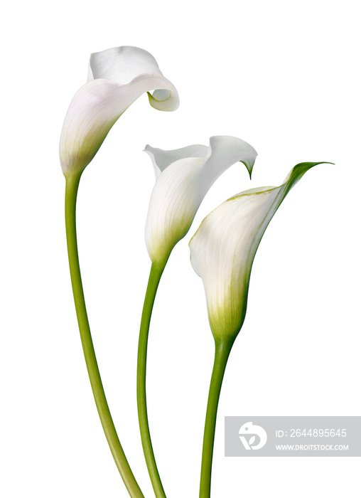 Beautiful white flowers Calla isolated on a white background.